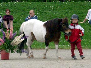 Korholan Timjami