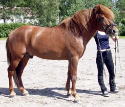 Knut