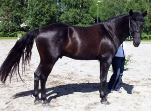 Nicholai